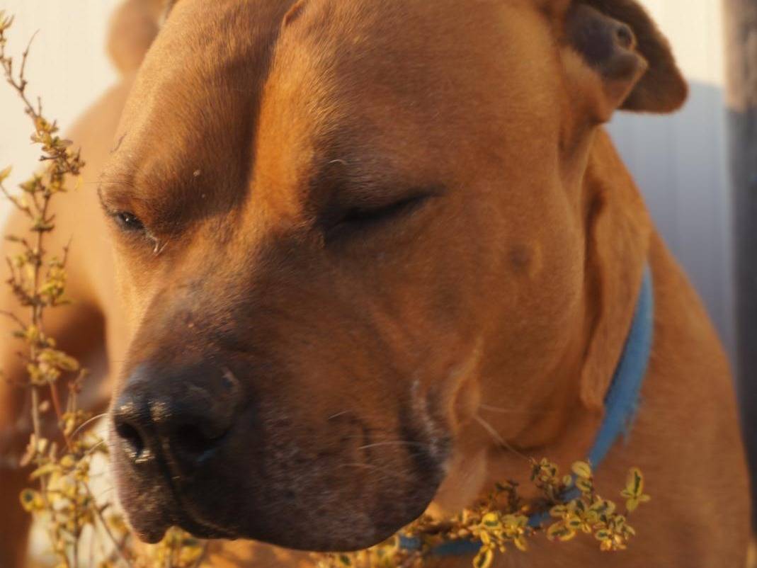 Adotta un cane, maschio, 9 anni  e 3 mesi , Chieti