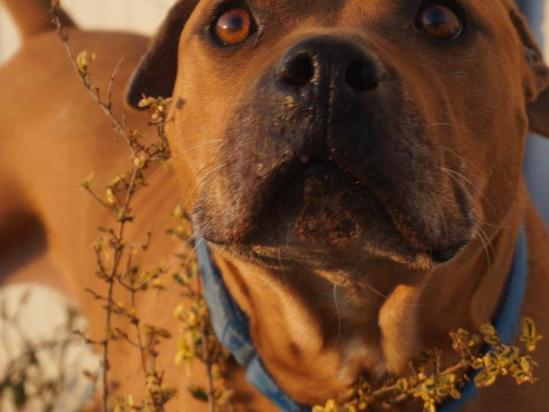 Adotta un cane, taglia grande, maschio, Chieti