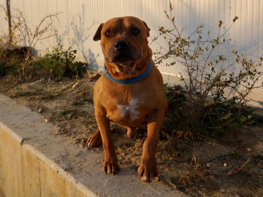 Vuoi adottare un cane a Chieti?