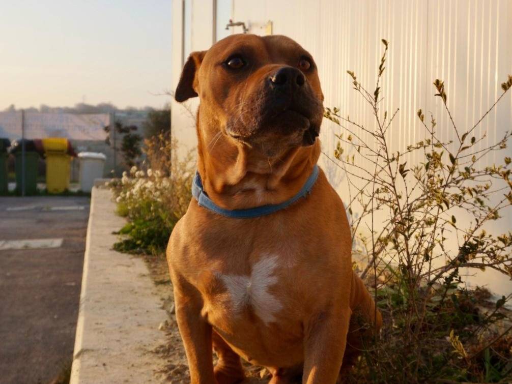 Adotta il cane Black a Chieti