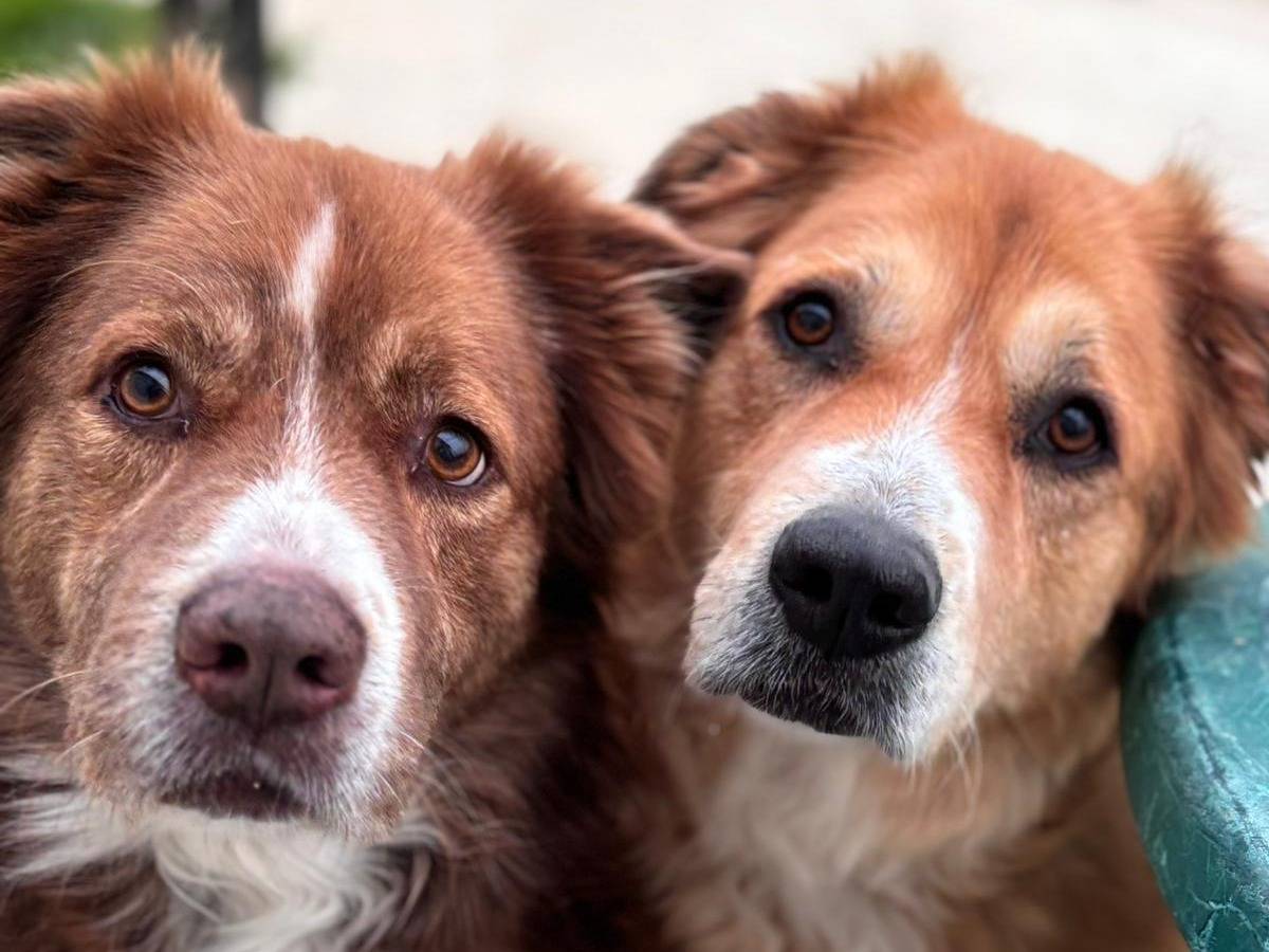 Foto dell'animale