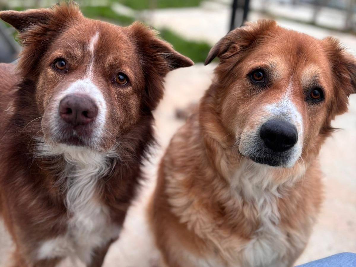 Adotta un cane, femmina, 8 anni  e 3 mesi , Chieti