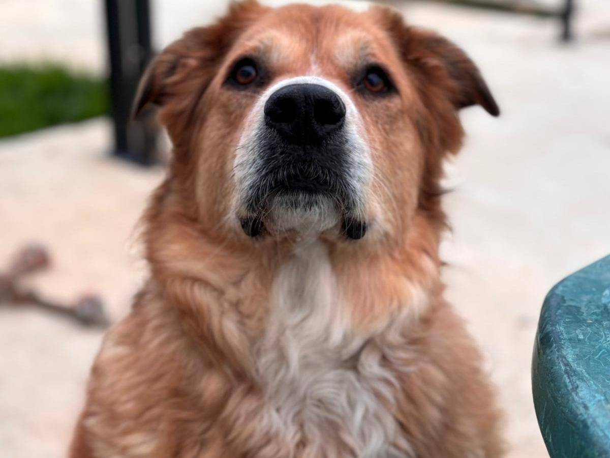 Adotta un cane, taglia gigante, femmina, Chieti