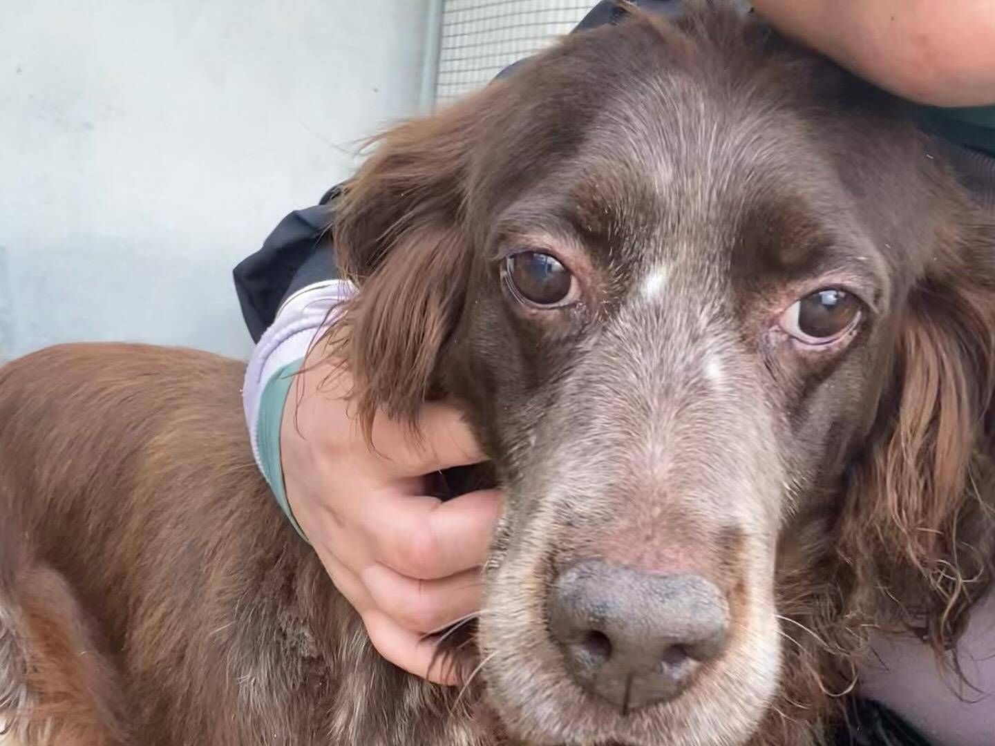 Vuoi adottare un cane a Latina?