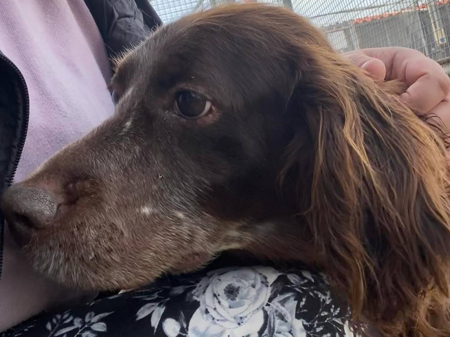 Adotta il cane Ombretta a Latina