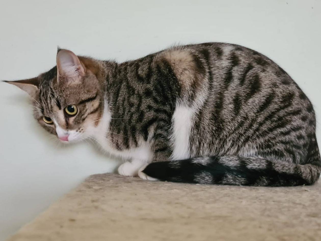 Adotta un gatto, femmina, 5 mesi, Bari