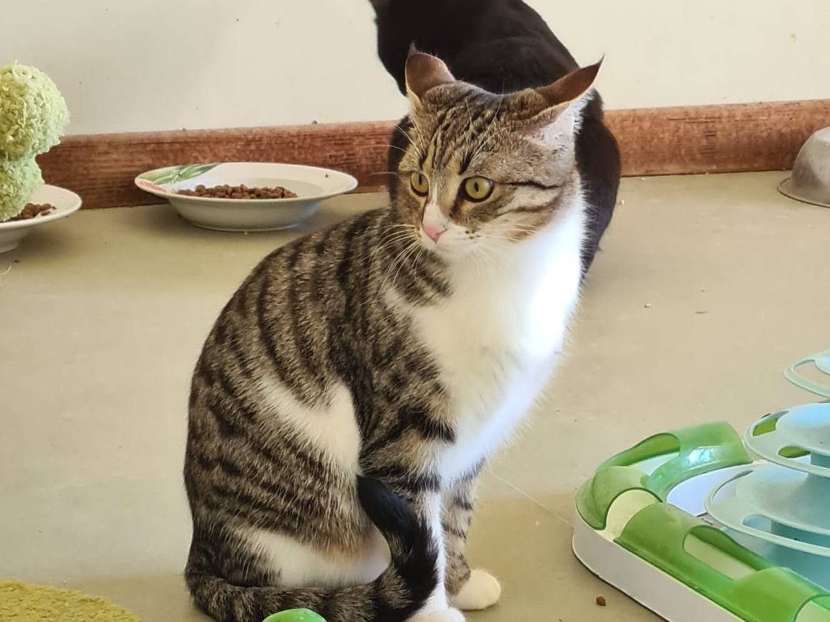 Adotta un gatto, taglia non valida, femmina, Bari