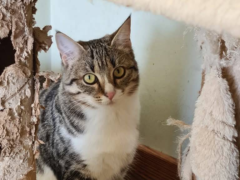 Adotta il gatto Luna  a Bari