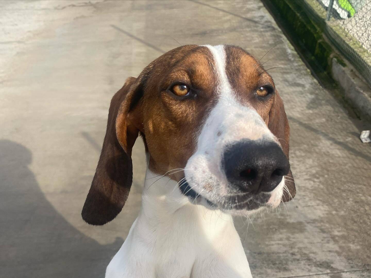 Adotta un cane, maschio, 1 anno e 3 mesi , Latina