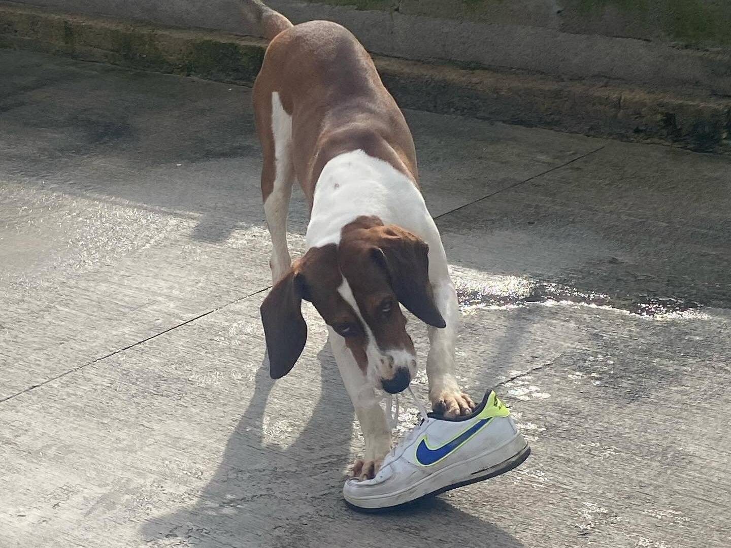 Adotta il cane Kaos a Latina