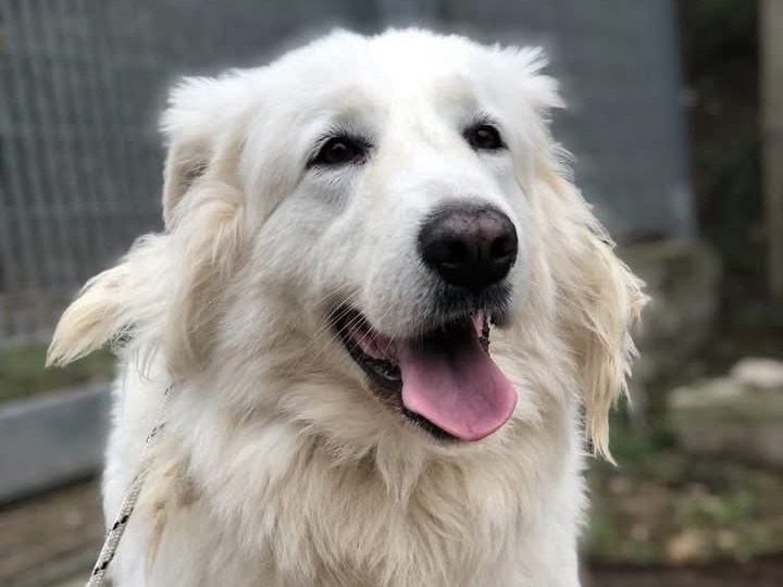 Adotta un cane, femmina, 4 anni , Latina