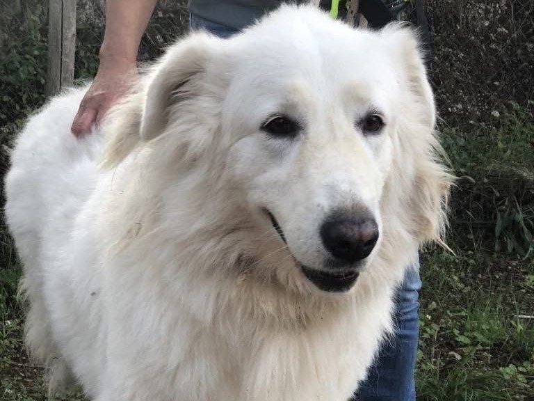 Adotta un cane, taglia media, femmina, Latina