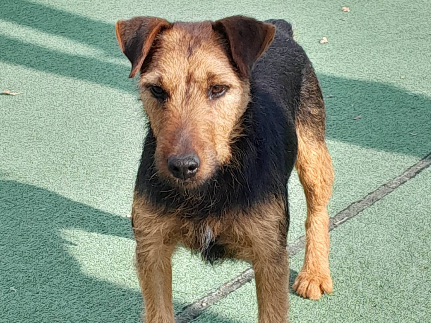 Adotta un cane, femmina, 2 anni e 8 mesi, Cosenza