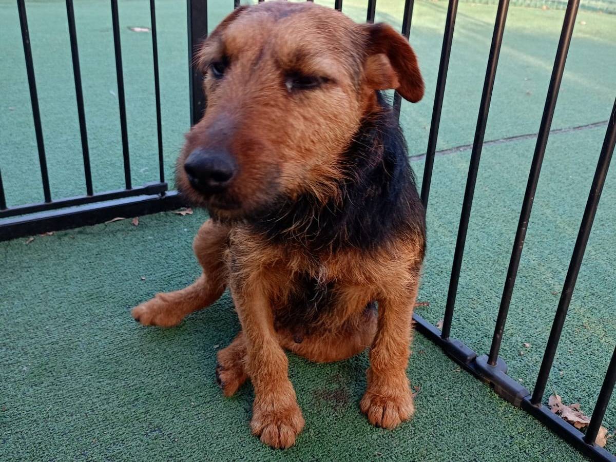 Vuoi adottare un cane a Cosenza?