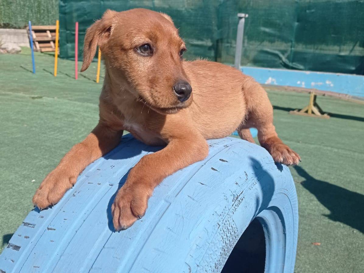 Adozione cane, femmina, Razza sconosciuta Razza sconosciuta, 2 mesi, taglia piccola, Cosenza