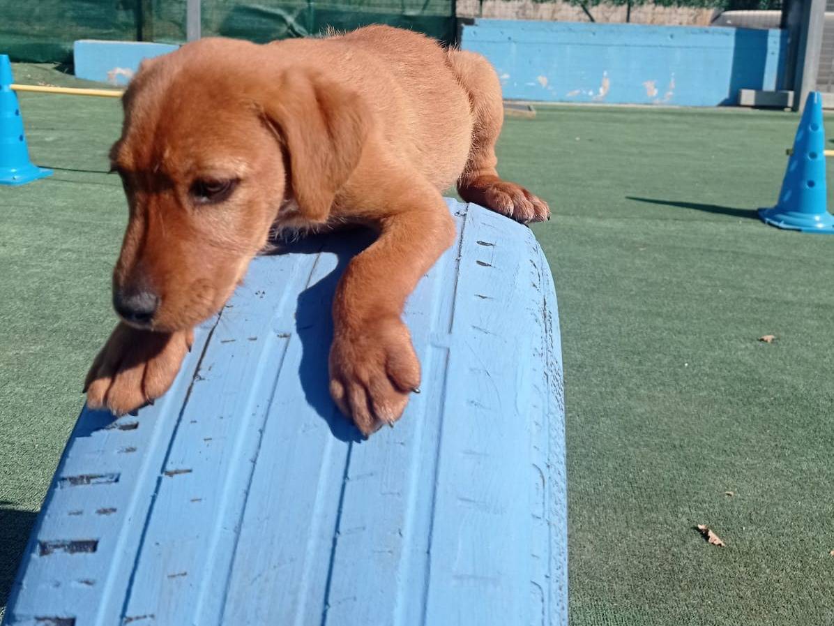 Adotta un cane, femmina, 2 mesi, Cosenza