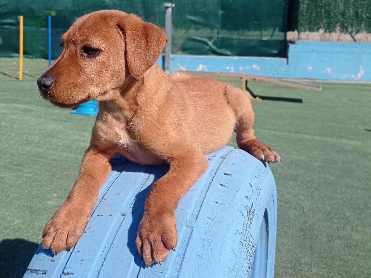 Adotta un cane, taglia piccola, femmina, Cosenza