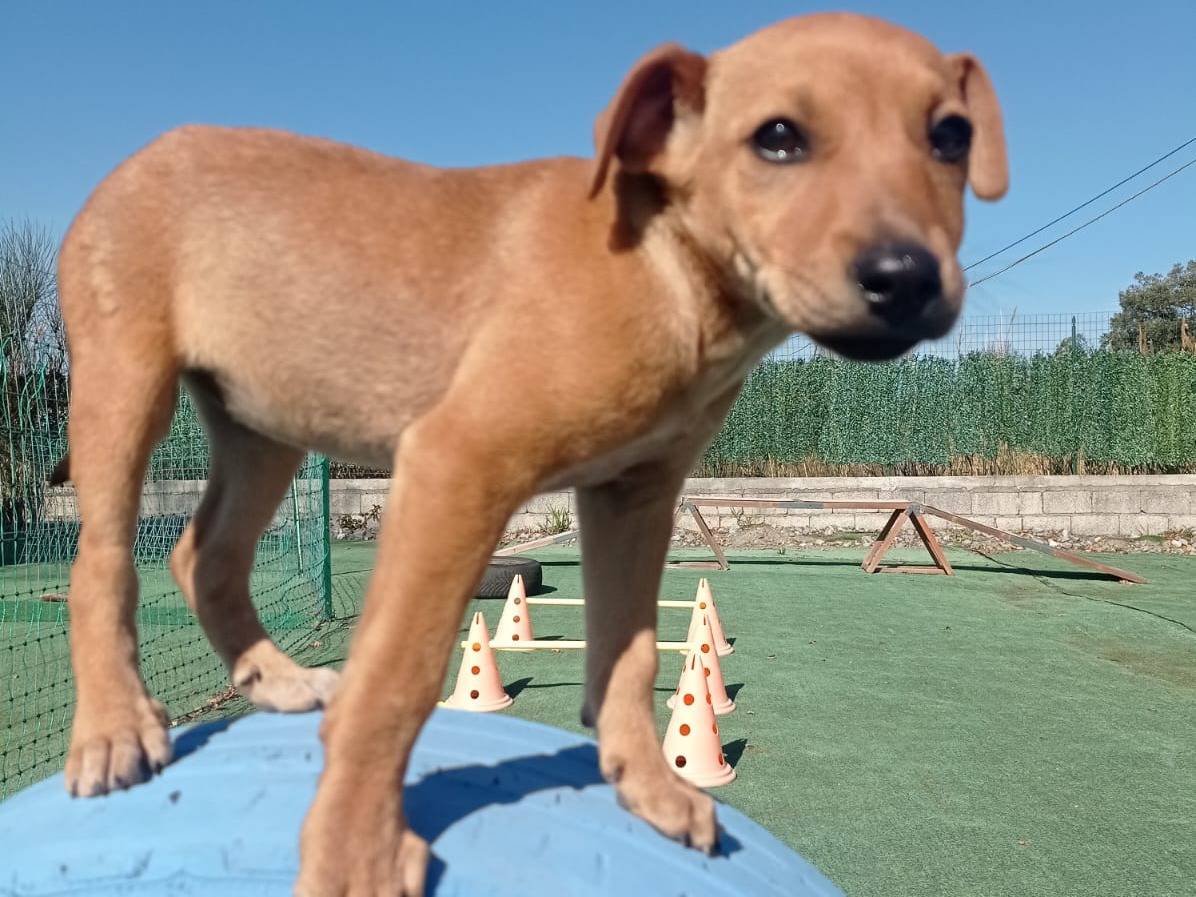 Adozione cane, femmina, Razza sconosciuta Razza sconosciuta, 1 anno e 2 mesi, taglia piccola, Cosenza