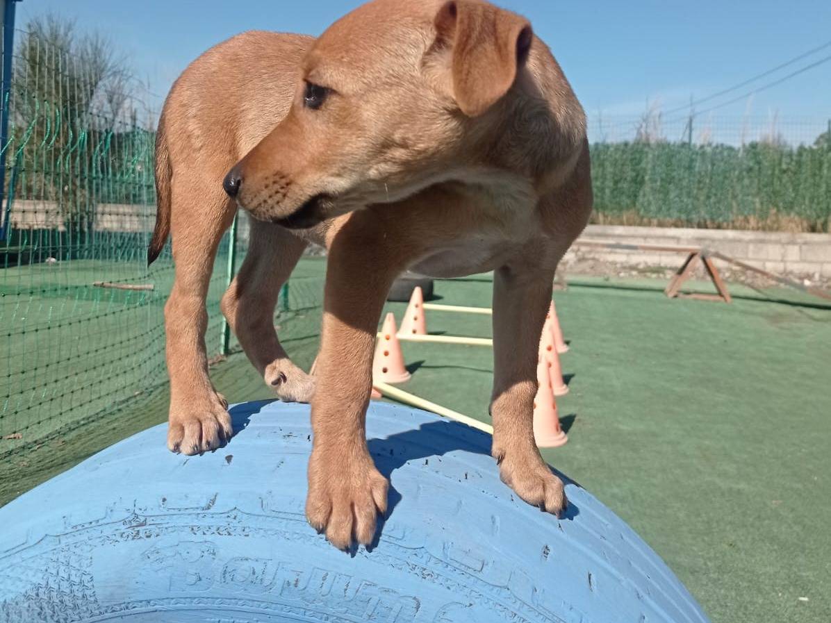 Adotta un cane, taglia piccola, femmina, Cosenza