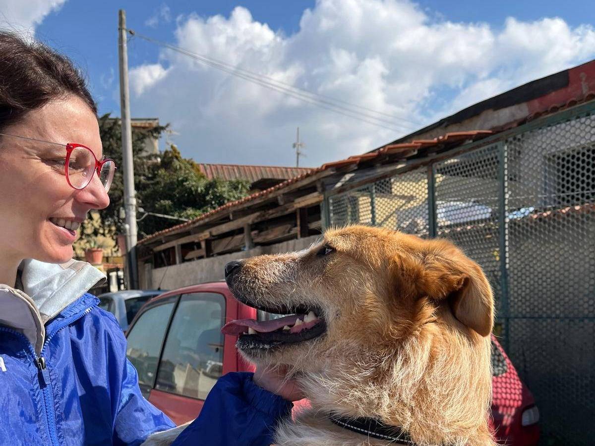 Adotta un cane, maschio, 3 anni , Caserta