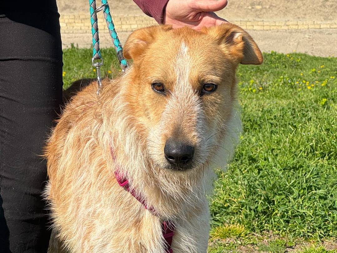 Adotta un cane, taglia grande, maschio, Caserta