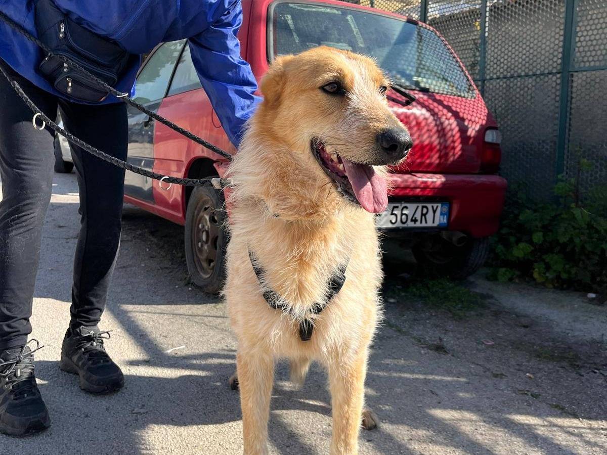 Vuoi adottare un cane a Caserta?