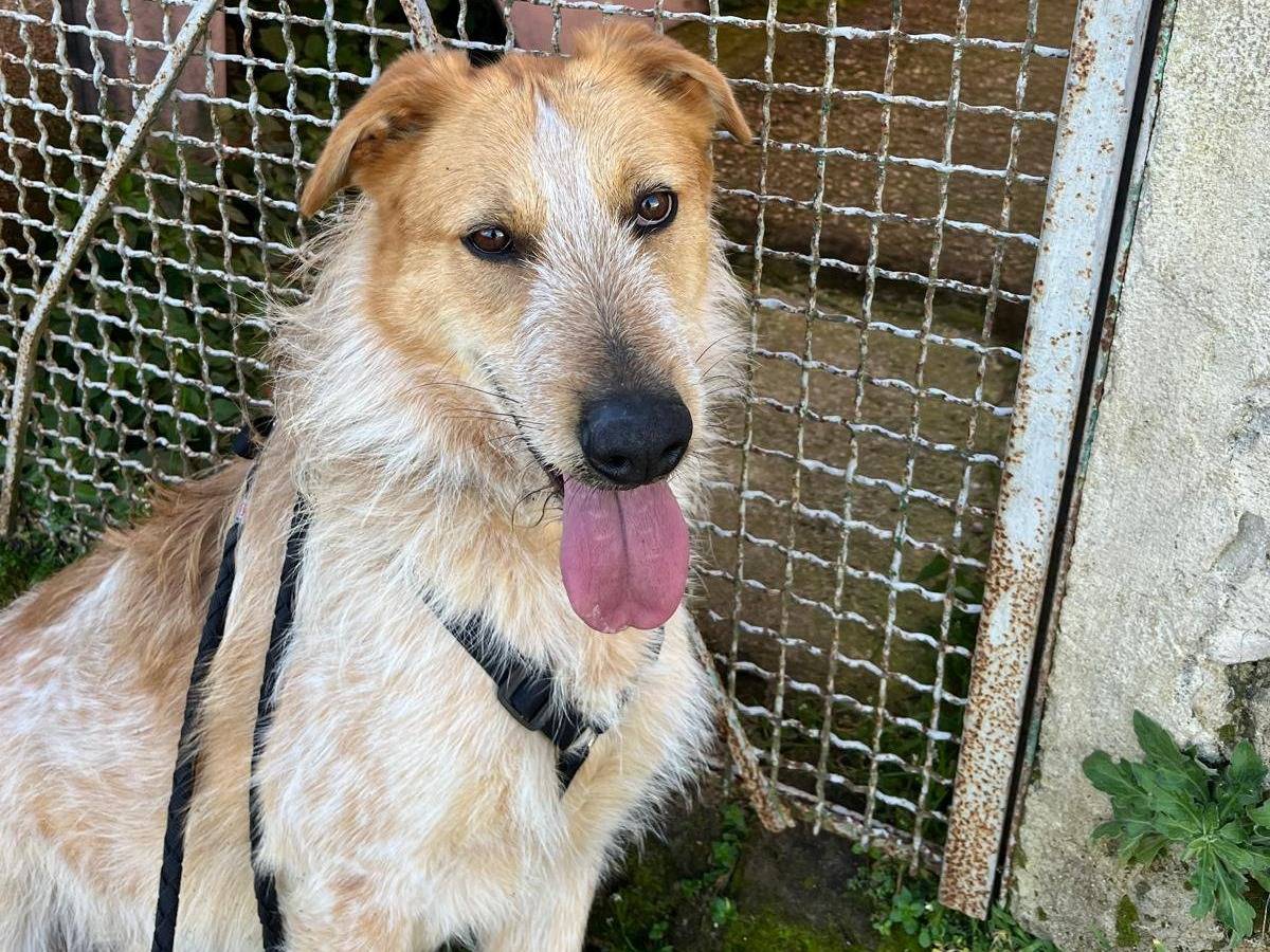 Adotta il cane DIEGO BIG a Caserta