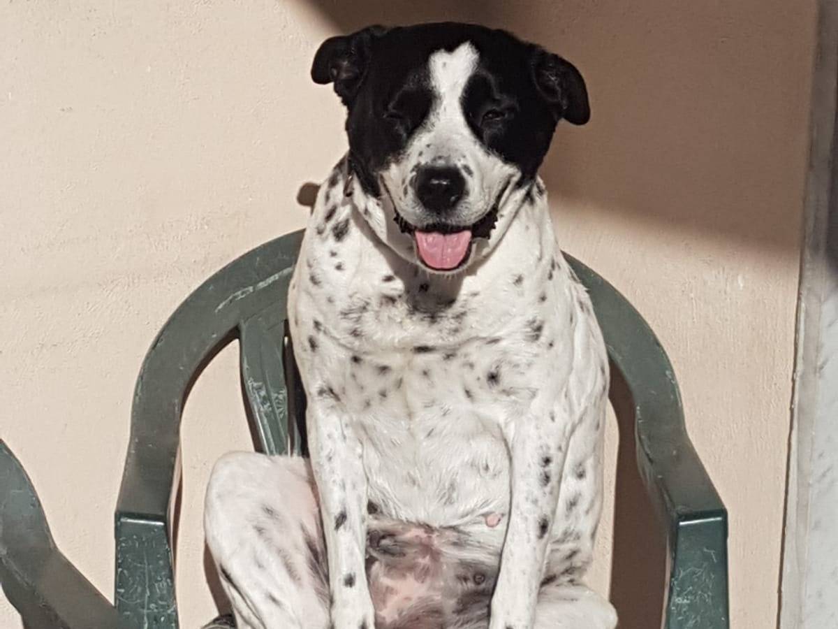Foto dell'animale