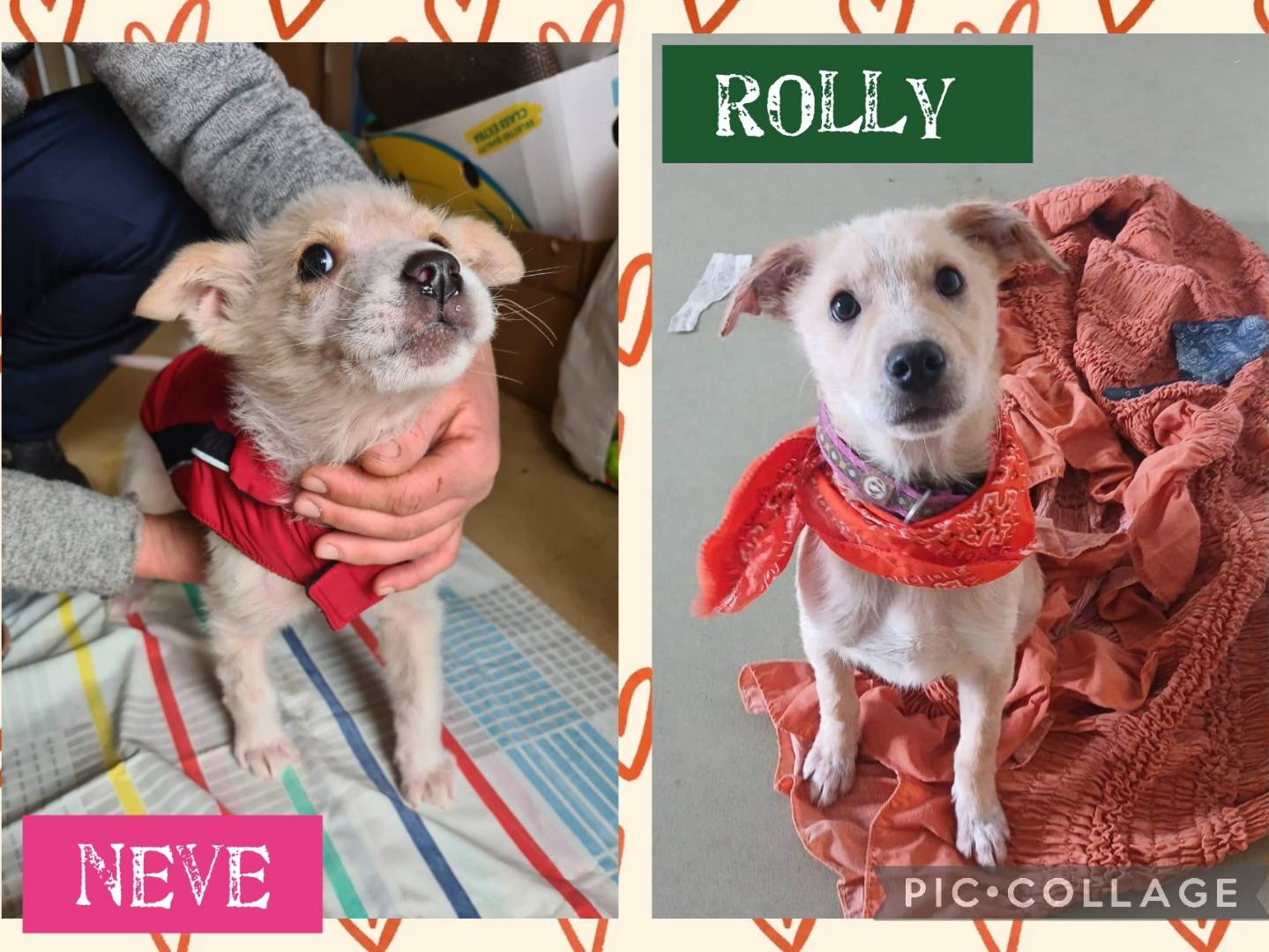 Adozione cane, maschio, Razza sconosciuta Razza sconosciuta, 1 anno e 3 mesi, taglia media contenuta, Bari