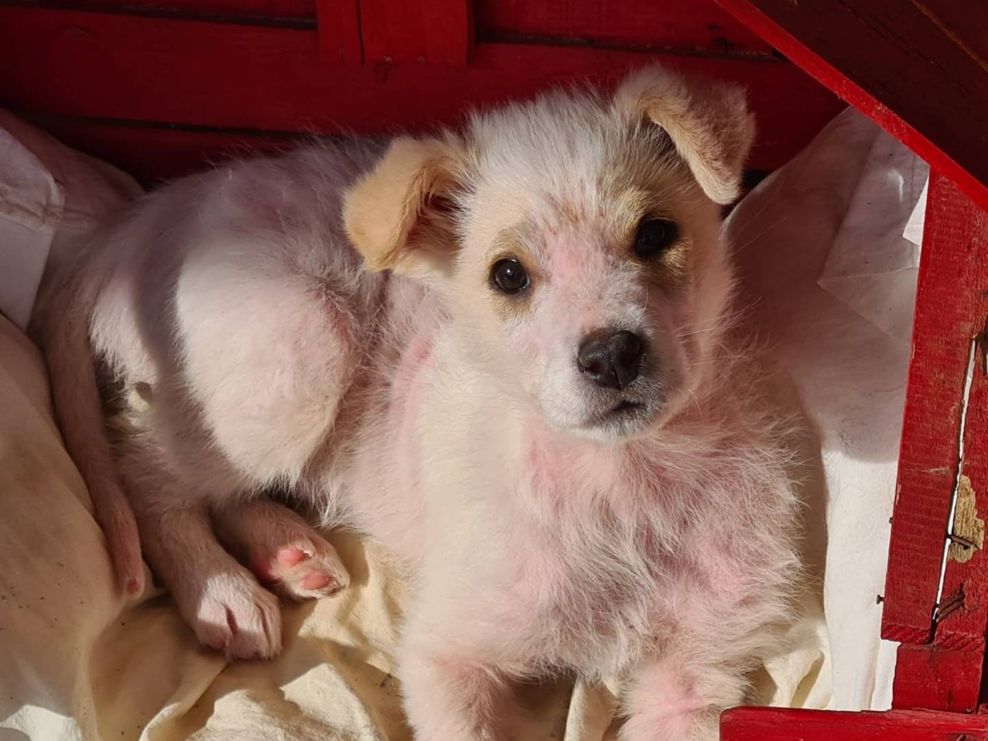 Adotta un cane, maschio, 1 anno e 3 mesi, Bari