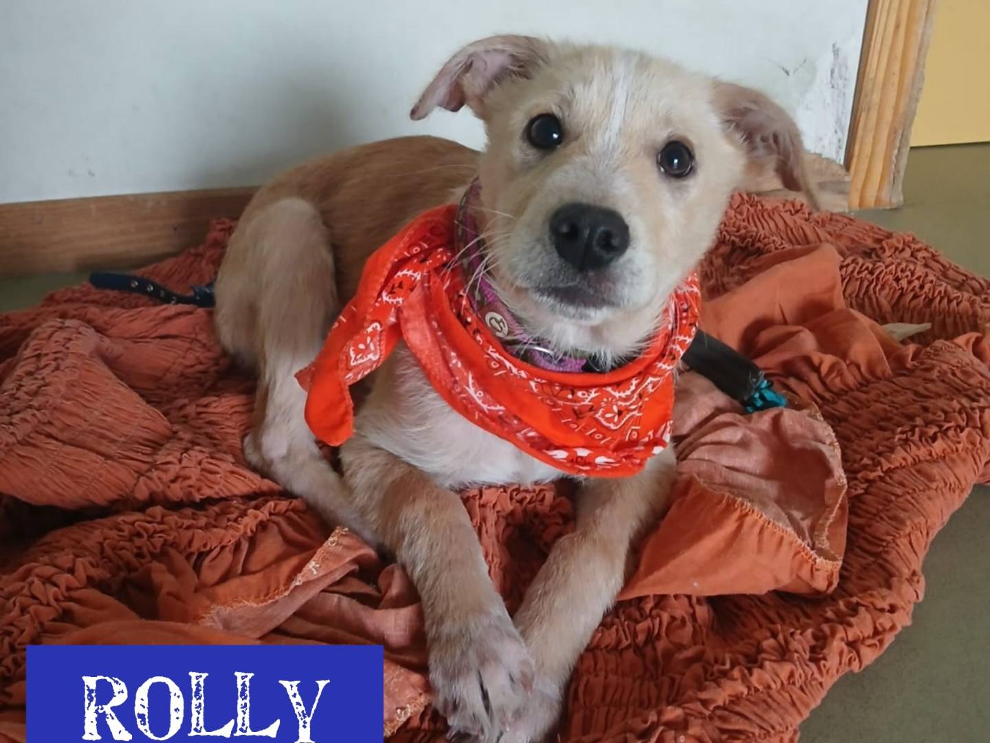 Adotta un cane, taglia media contenuta, maschio, Bari