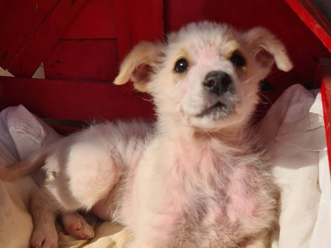 Vuoi adottare un cane a Bari?