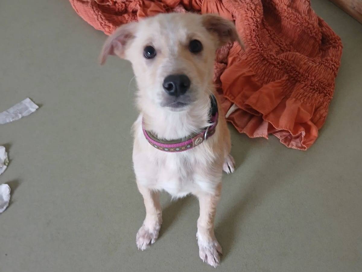 Adotta il cane Rolly e Neve a Bari