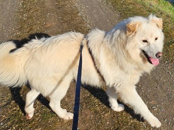 Adotta un cane, maschio, 2 anni  e 2 mesi , Novara