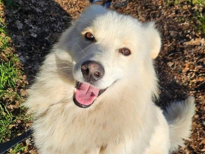Adotta un cane, taglia media, maschio, Novara