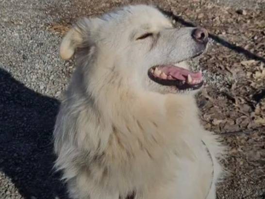 Vuoi adottare un cane a Novara?