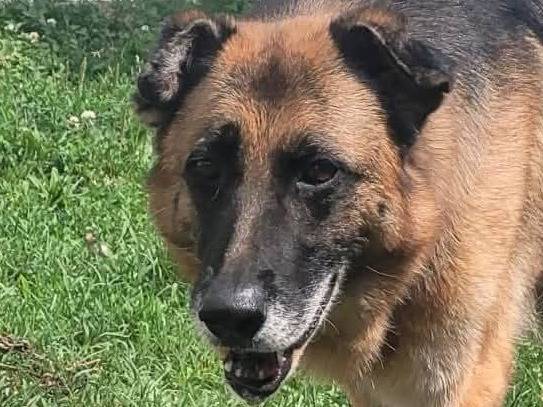Adotta un cane, femmina, 9 anni  e 6 mesi , Milano