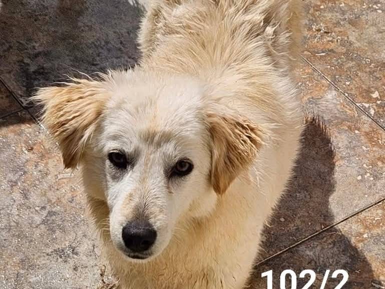 Adozione cane, femmina, Razza sconosciuta Razza sconosciuta, 2 anni e 2 mesi, taglia media, Crotone