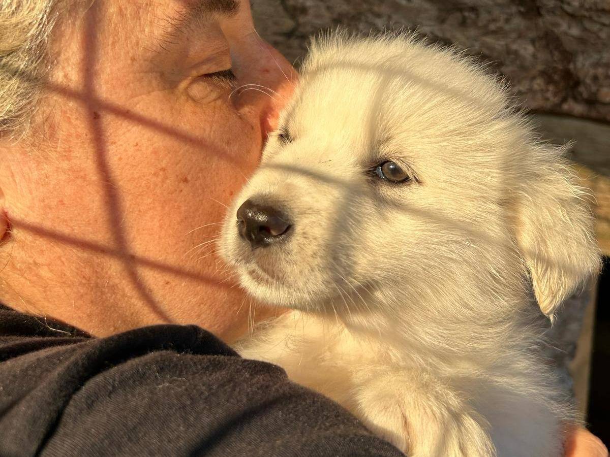 Adotta un cane, femmina, 1 mesi, Crotone