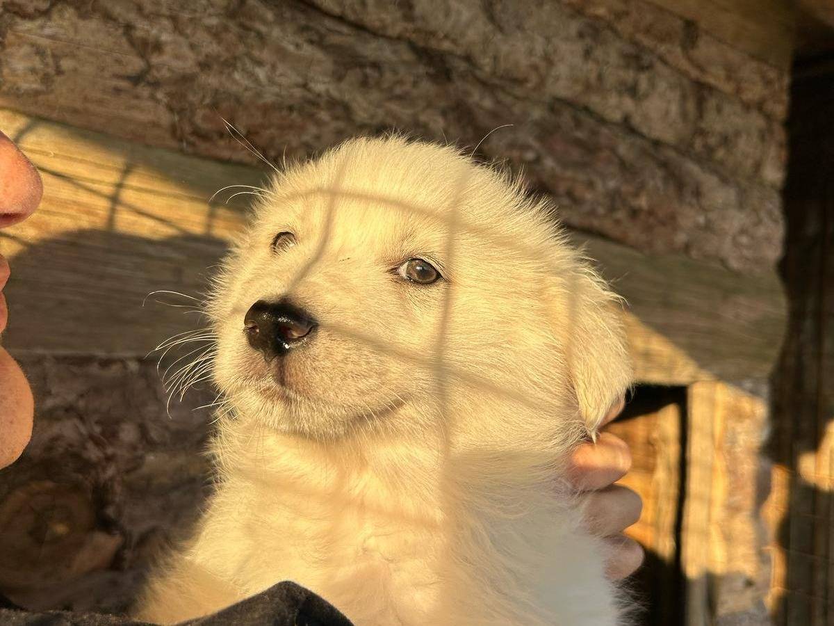 Adotta un cane, taglia media, femmina, Crotone