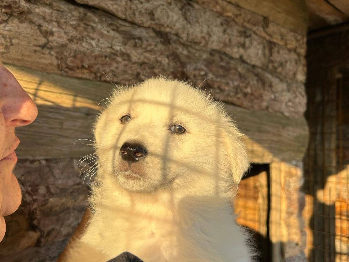 Vuoi adottare un cane a Crotone?