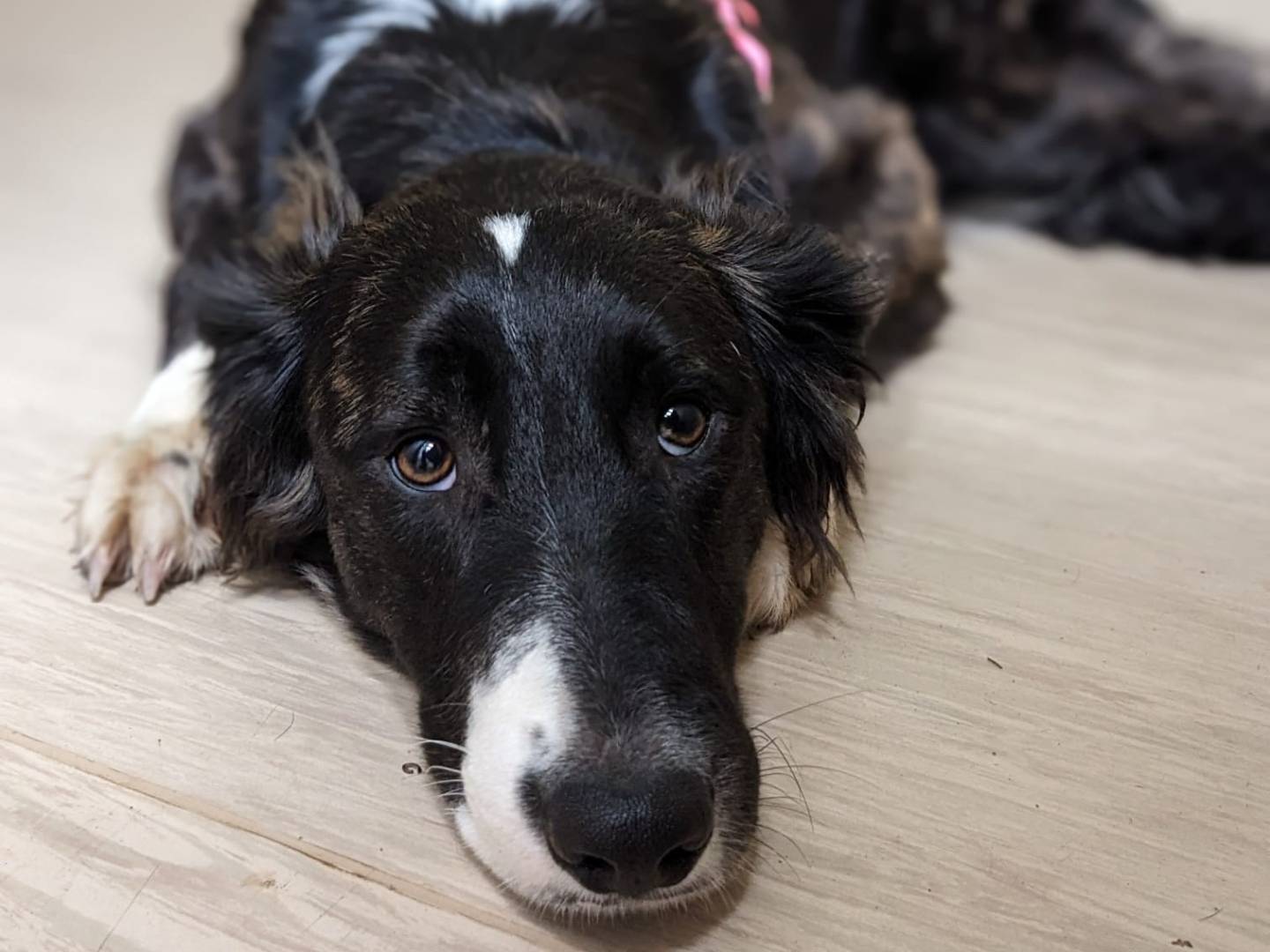 Adotta un cane, femmina, 11 mesi, Caserta