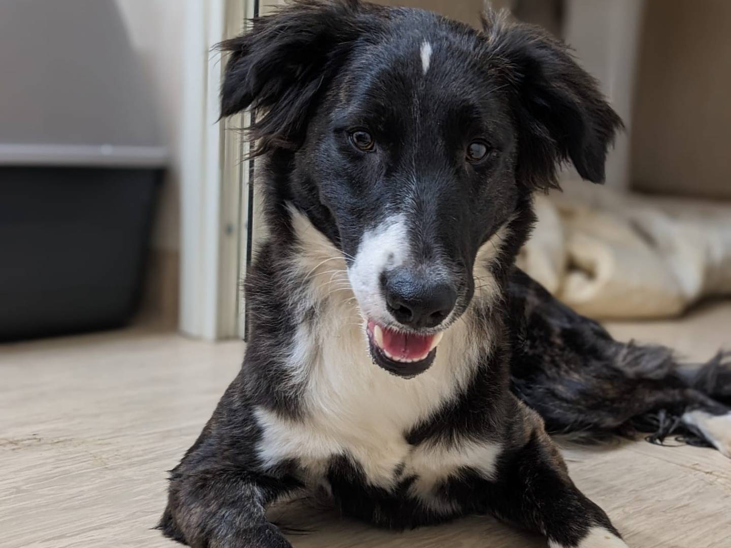 Adotta un cane, taglia media, femmina, Caserta