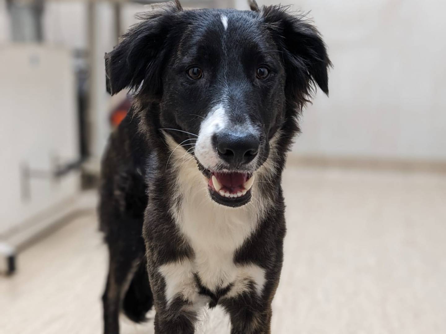 Vuoi adottare un cane a Caserta?