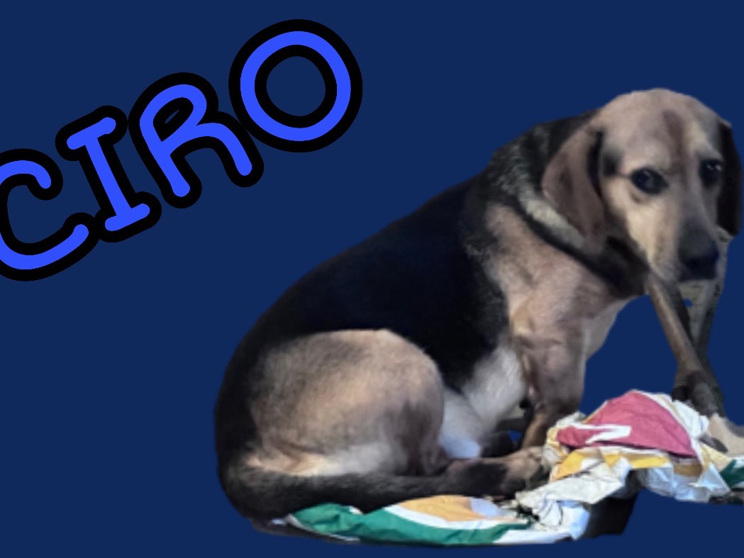 Foto dell'animale