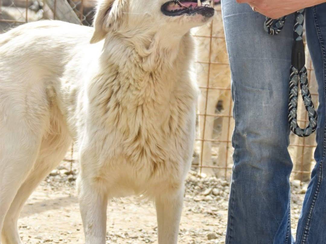 Adotta un cane, maschio, 5 anni  e 9 mesi , Crotone