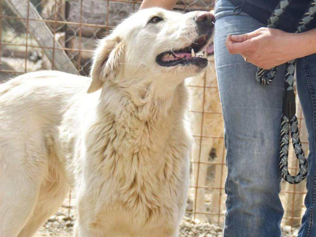 Vuoi adottare un cane a Crotone?