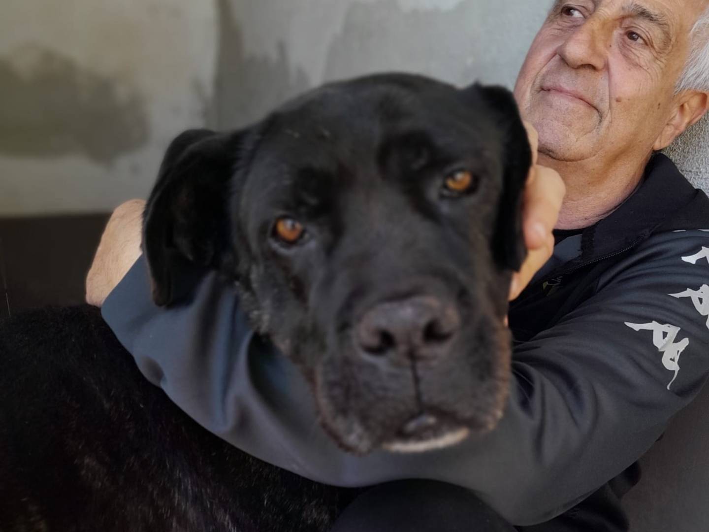 Adotta un cane, maschio, 4 anni , Caserta