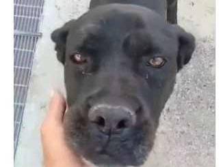 Adotta un cane, taglia grande, maschio, Caserta