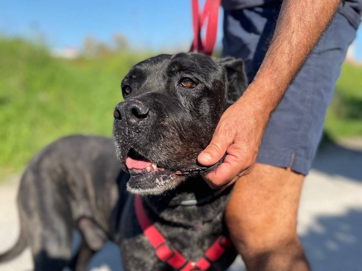 Vuoi adottare un cane a Caserta?